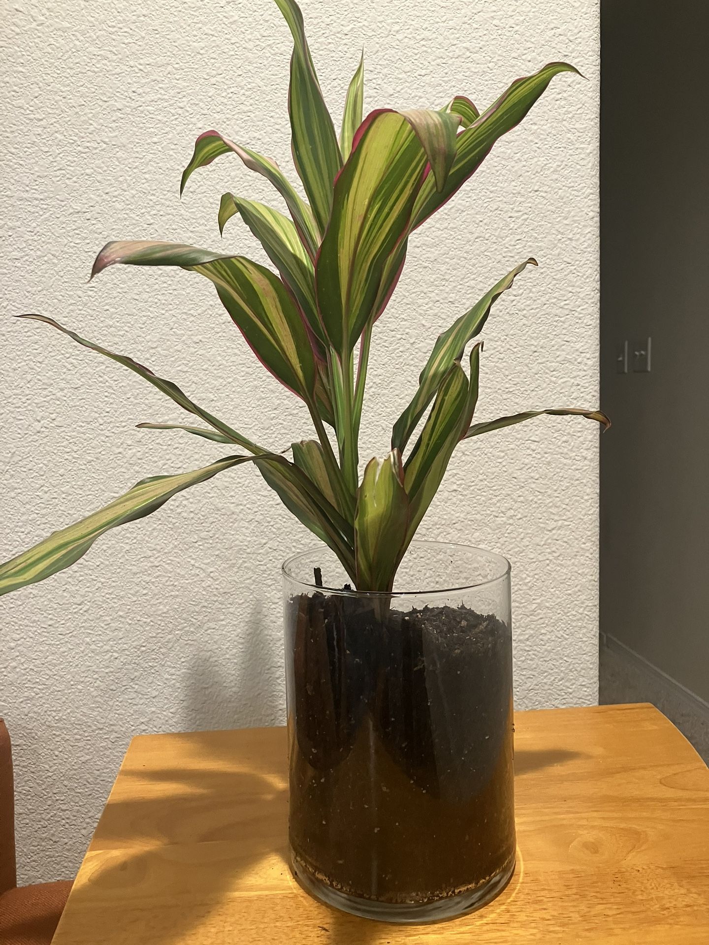 Tropical Plant 