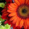 Flower to the People