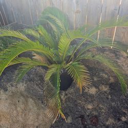 **Sego Palms **