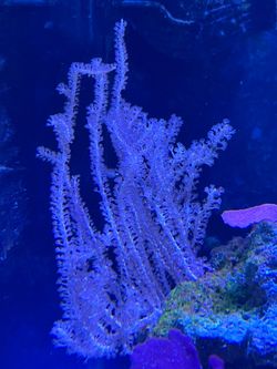 Pink gorgonia aquarium decoration