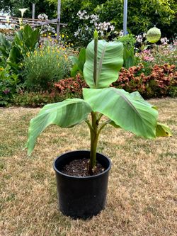 Hardy banana plant