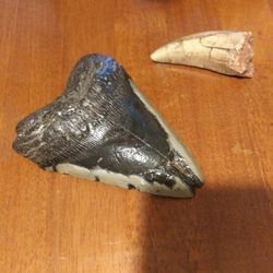 megladon fossil and other tooth fossil