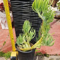 Crested Mermaid tail succulent