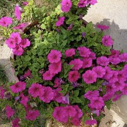 Putania Flower Bed Or Rose Garden Bed 