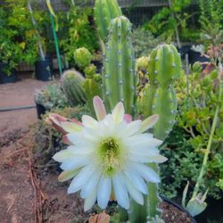 Gorgeous 6" Indoor plants starting from $10. 