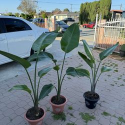 Bird Of Paradise 3 Feet 30$ Each