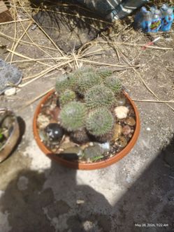 Pin cushion cactus plant
