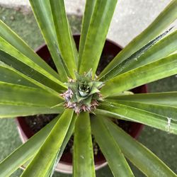 Pineapple Plant