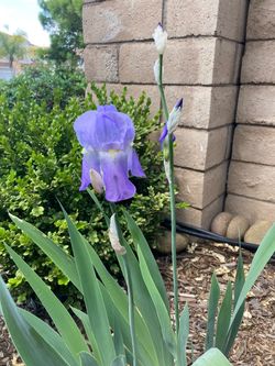 Iris Pallida Bearded Iris Dalmatian Iris Sweet Iris Plant in 1 Gallon Pot