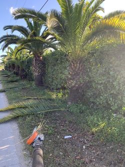 Canary Palm Trees