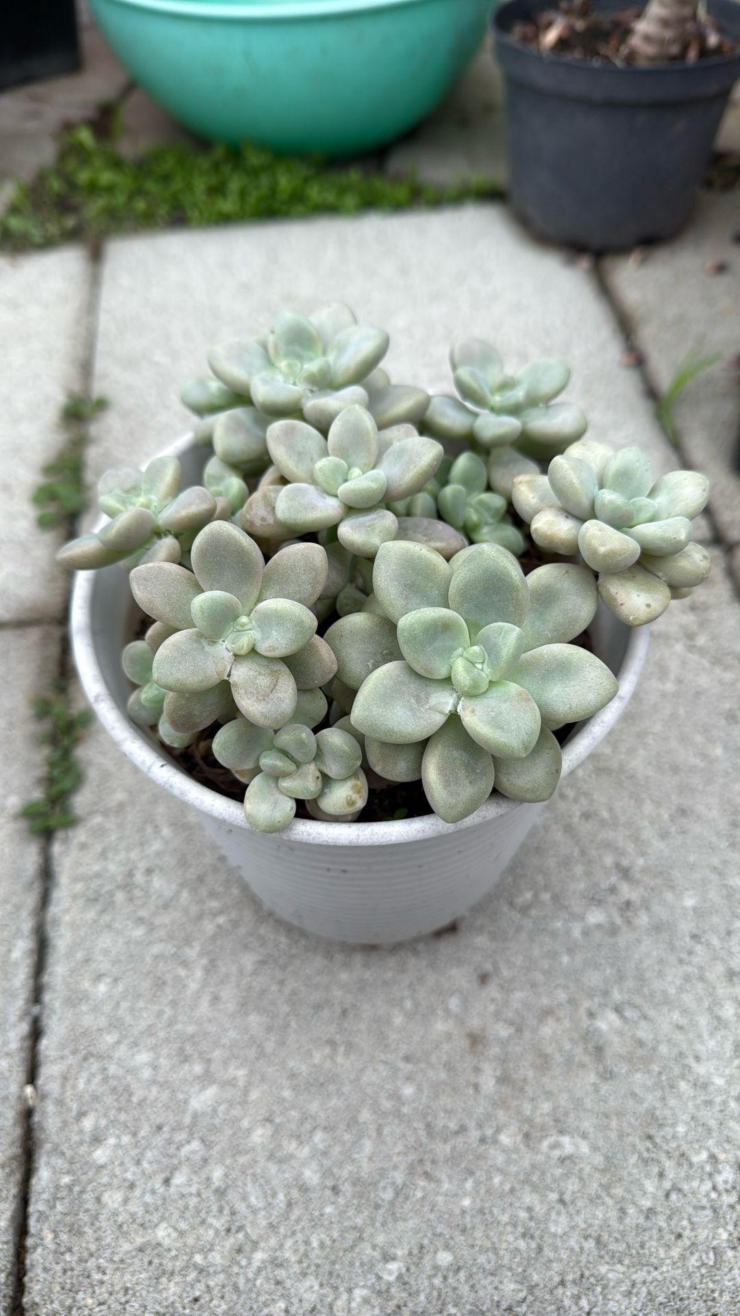 Graptopetalum Ellen Succulent Plant 6” Pot