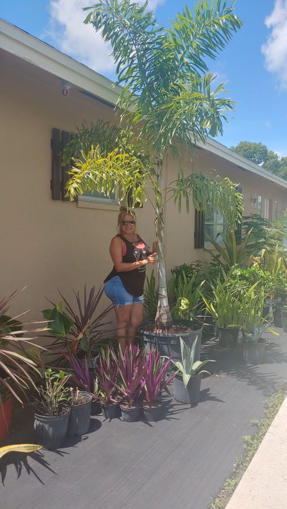 25 gallon single foxtail palm appox 10 feet tall