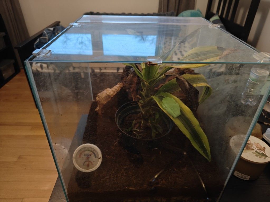17 Gallon Red Eye Tree Habitat 