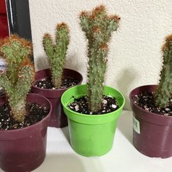❤️Cereus repandus (also known as Peruvian Apple Cactus 4” pot $10 EACH ❤️PLS READ DESCRIPTION