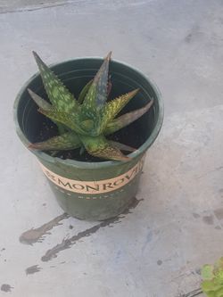 Aloe Vera