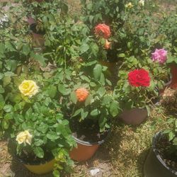 Roses Plants