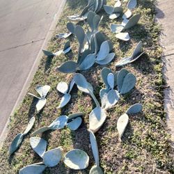 Cactus Clippings FREE