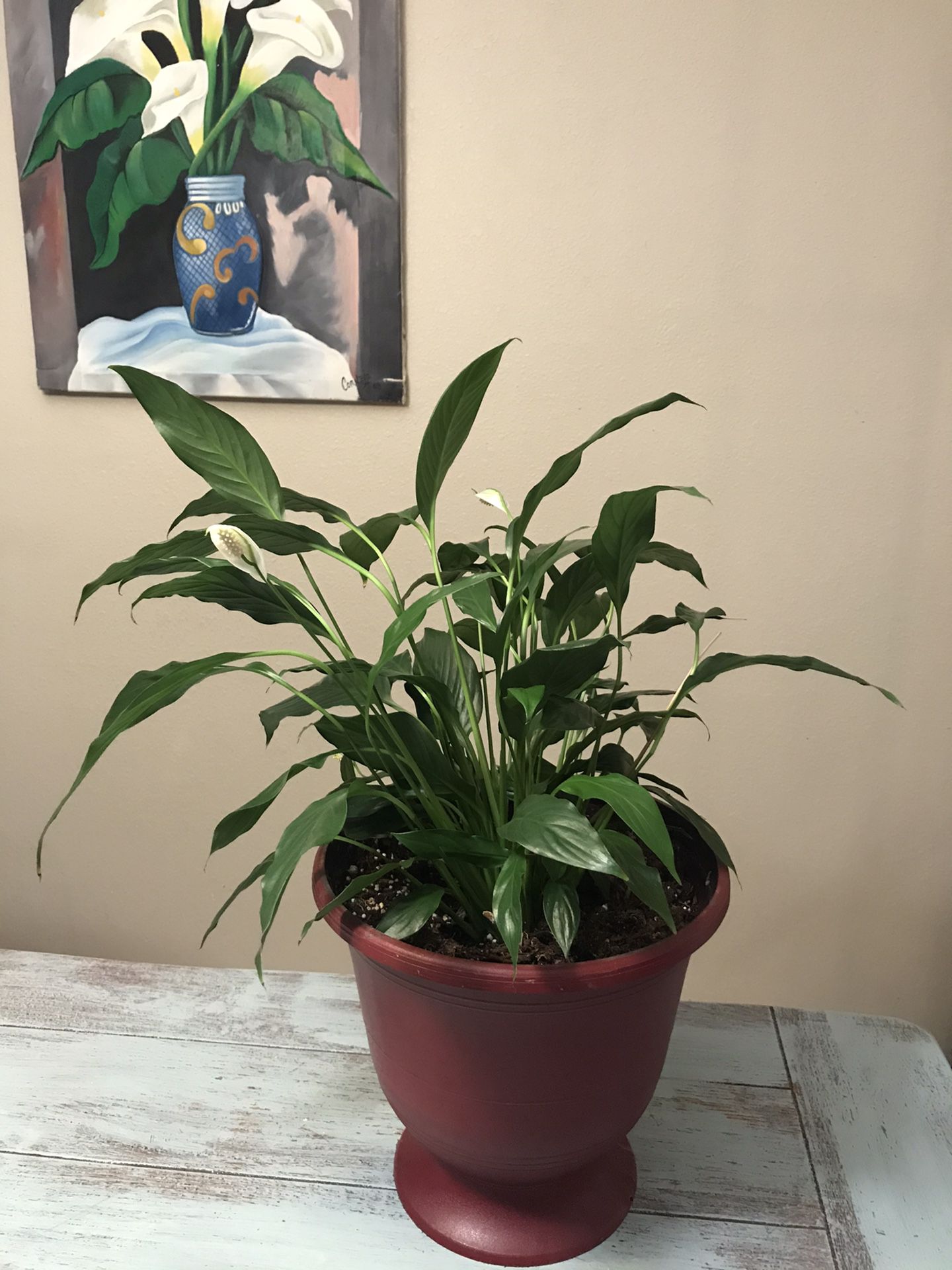 peace lily spathiphyllum flower plant