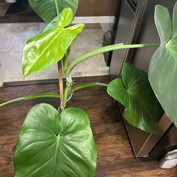 Large Syngonium Chiapense Plant (pls Read Description Below )