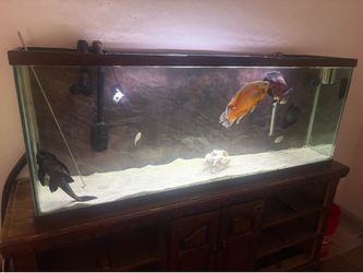 80 gallon aquarium