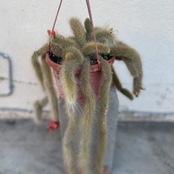 Hilderwintera Monkey Tail Blooming Plant, In 8 Inch Hanging Pot Pick Up Only