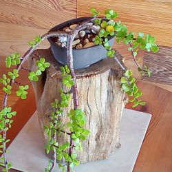 Small Leaf Jade Easy Care
