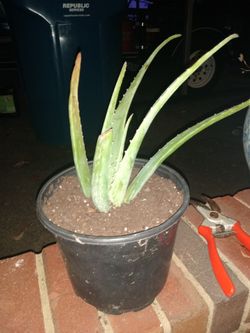Aloe Healing Plant