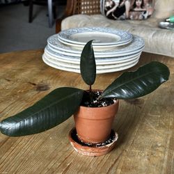 Ficus Burgundy Rubber Tree Tropical Houseplant with Terra Cotta Pot and Saucer
