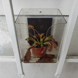 FREE small plant