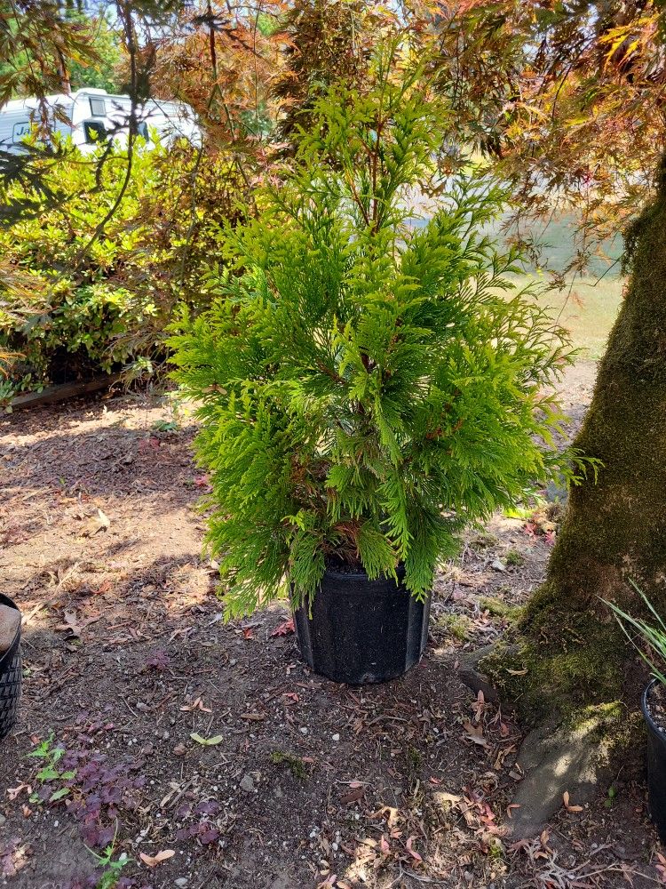 Upright Evergreen Landscape Plants