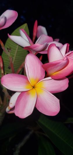 Plumeria