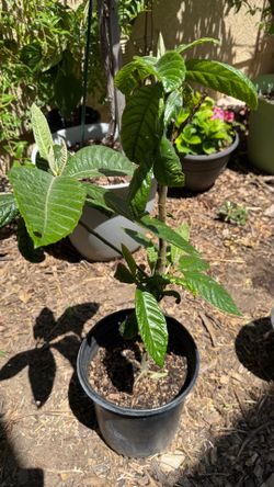 Loquat Tree (see description)