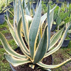 Beautiful Variegated Agave Americana 15gl $85💚💛