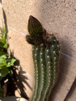 SUN GODDESS CACTI