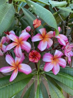 Pink plumerias $20 minimum