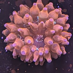 Fake Bubble Tips Anemone 