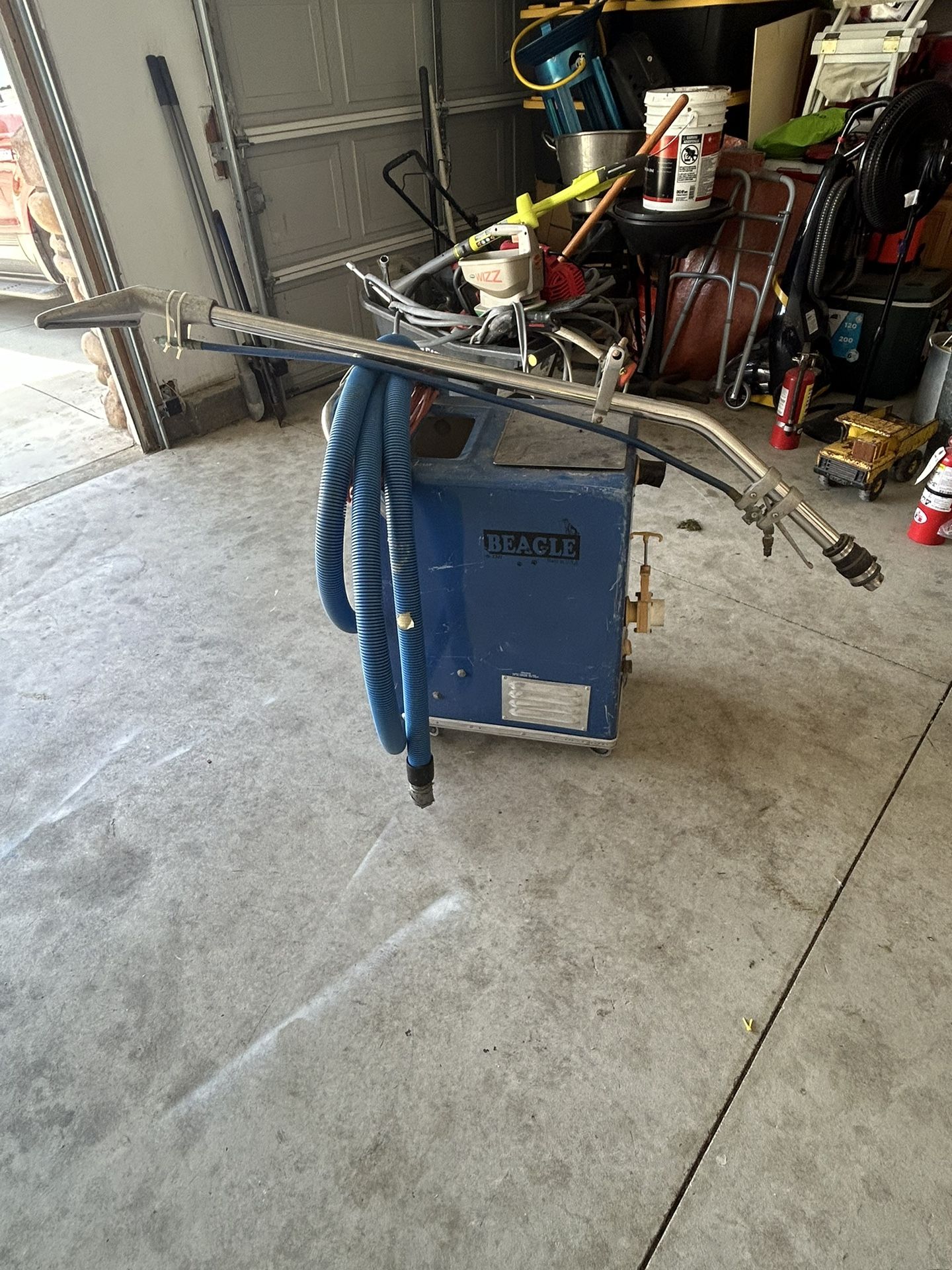 Beagle Carpet cleaning
