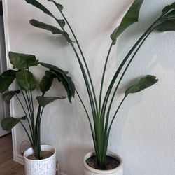 5’10” Real Bird of Paradise – Tropical Elegance for Your Home