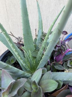 Aloe Succulent Garden Plant Outdoor Indoor