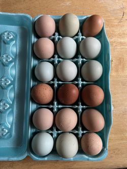 Fresh Eggs