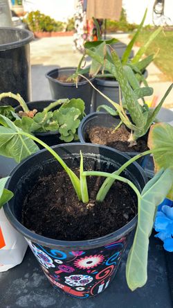 Young Aloe Vera Plant in Decorative Pot
