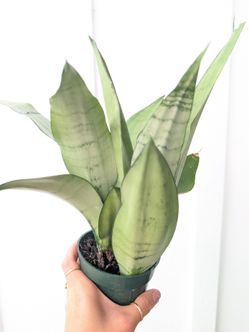 Sansevieria Moonshine Snake Plant 4" Pot - Indoor House Plants