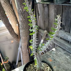 Rare Madagascar Ocotillo Plant 