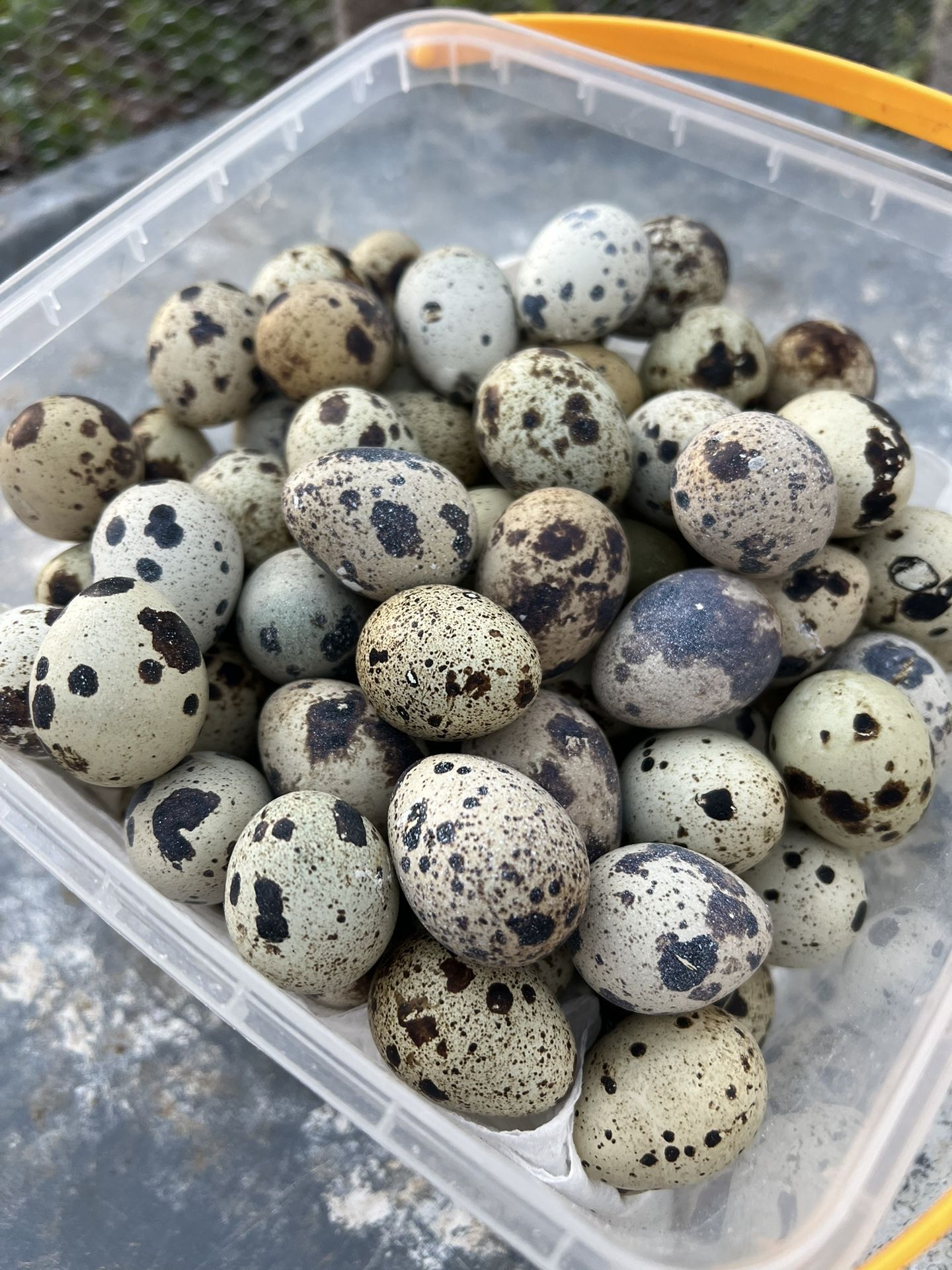 Quail Egg