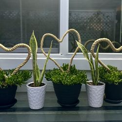 Plants For holidays Table Decor 