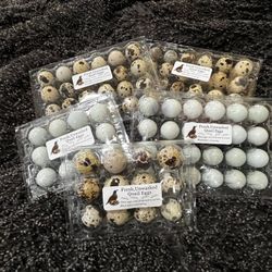 Quail Eggs 