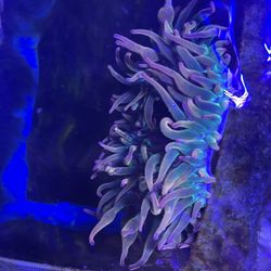 Fake dual colored bubbletip anemone