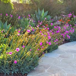 Calandrina Spectabilis- Rock Purslane Succulent plant