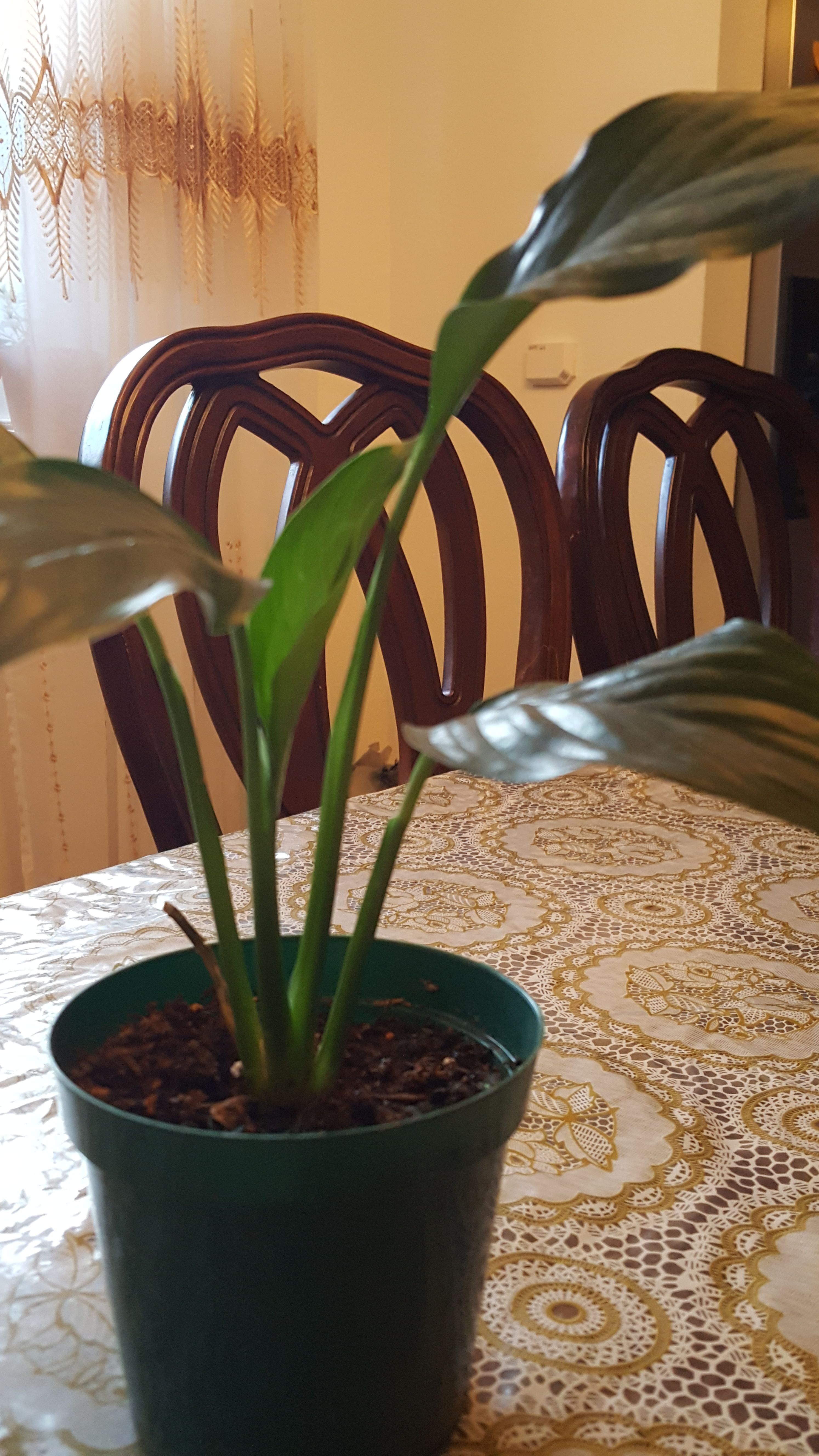 White Premium Sympathy Peace Lily - Indoor Plants House