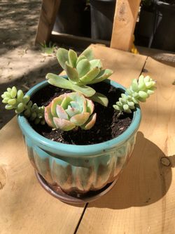 Great Mother’s Day gift/ succulents